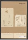 Schizonema carniculatum Ag. (de-Toni-Nr.: Genus 20, Species 1199) Zeichnungen Sammlung Grunow Nr. 2306 (NHMW-BOT-W0369428)